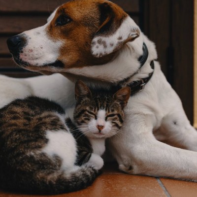 Choosing Your Companion: Dog or Cat as a Home Pet