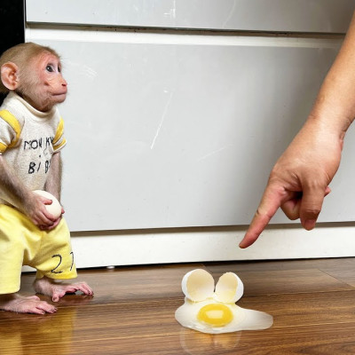 Monkey Bibi apologized to dad for breaking the egg while Bibi was hungry looking for food!
